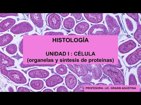 Los orgánulos que intervienen en la síntesis de proteínas.