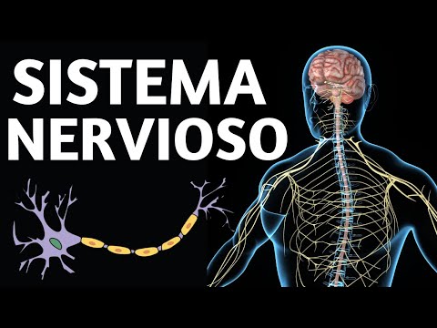 Cómo está organizado el sistema nervioso y su funcionamiento