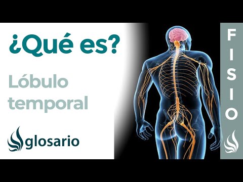 ¿De qué se encarga el lóbulo temporal en nuestro cerebro?