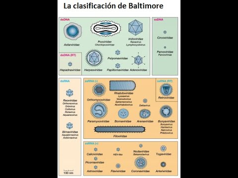La clasificación de Baltimore: una guía esencial sobre los virus