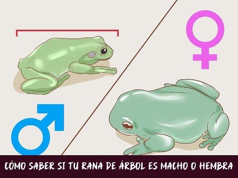 Cómo saber si una rana es hembra o macho: consejos esenciales