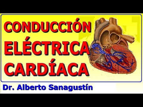 Conducción del impulso nervioso en el corazón: un análisis profundo.