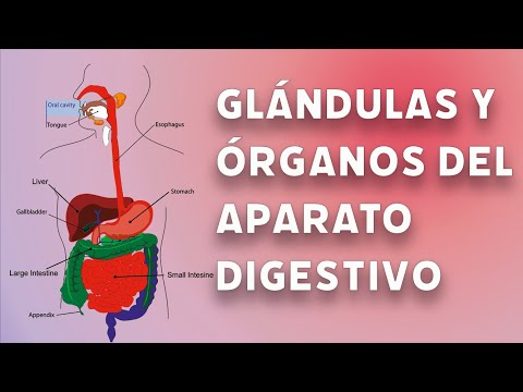 Glándulas anexas del sistema digestivo: funciones y características