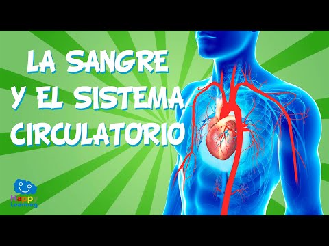 Conduce la sangre sin oxígeno al corazón: un proceso vital.