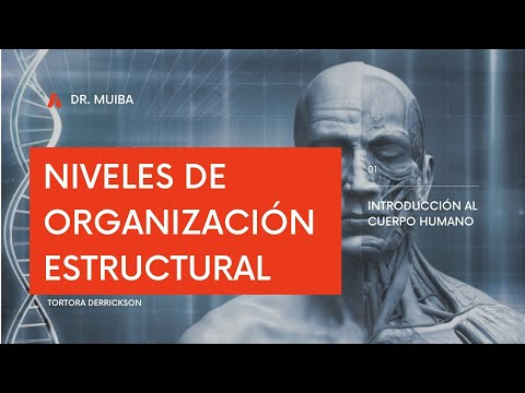 Niveles de organización estructural y sistemas corporales: Una perspectiva completa.