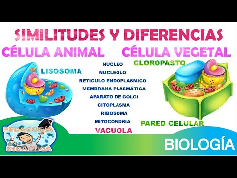 Cuadro comparativo: célula animal vs célula vegetal