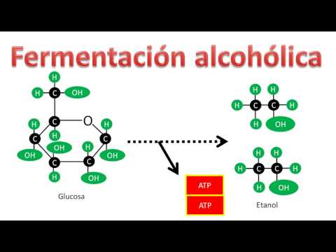 Esquema de la fermentación alcohólica: un proceso esencial en la producción de alcohol.