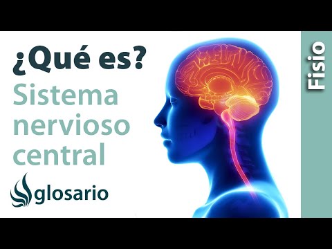 ¿De qué se encarga el sistema nervioso central?