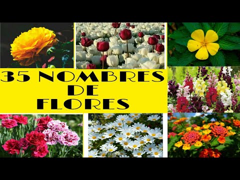 Nombres de plantas con flores naranjas: una guía completa.