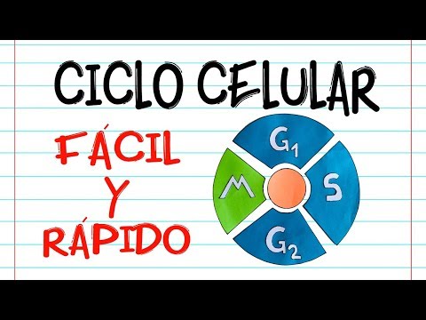 Ejemplos del ciclo celular en la vida diaria, una perspectiva científica.