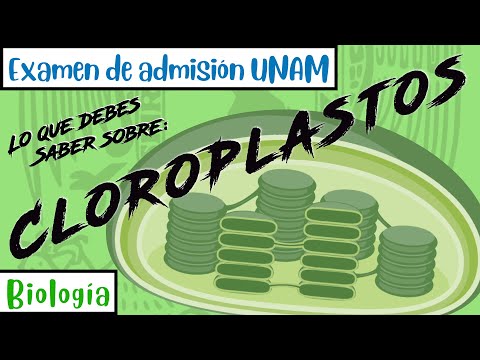 Cloroplastos: ¿Qué son y cuál es su función principal?