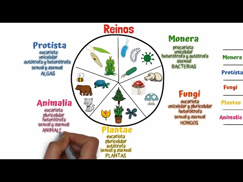 Historia de la clasificación de los seres vivos: línea temporal.