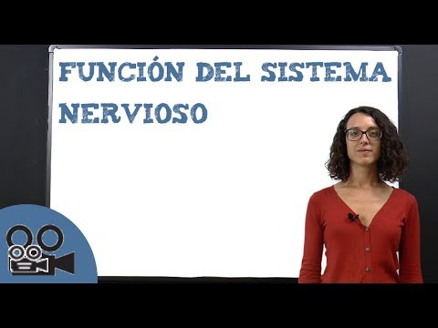 La función del tejido nervioso: ¿qué papel desempeña?