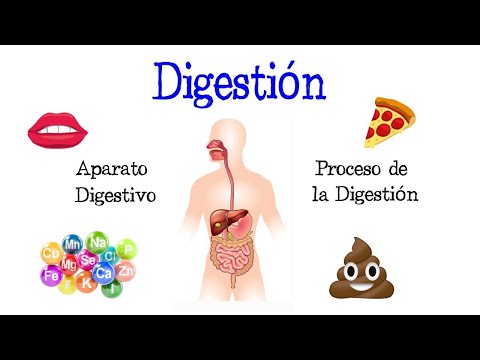 Orden de las funciones del aparato digestivo: un recorrido esencial.