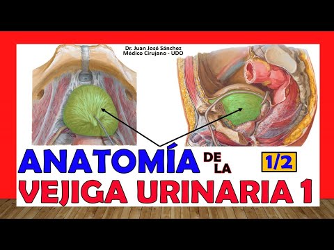 ¿En qué parte del cuerpo se encuentra la vejiga?