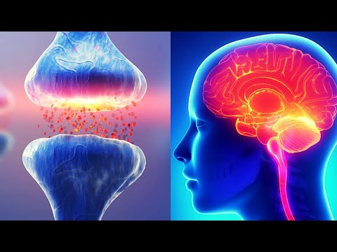 Partes del cerebro humano y sus funciones: un vistazo detallado