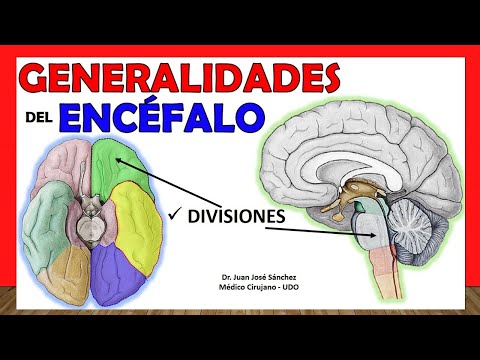 Partes del encéfalo y funciones: conoce su importancia en el cerebro