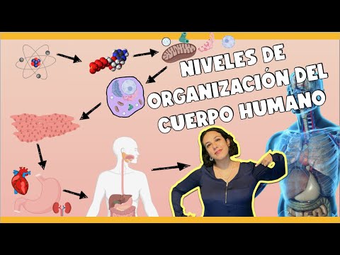 Los niveles organizacionales en el cuerpo humano: una visión general.