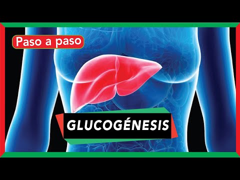 El proceso de gluconeogénesis: dónde y cómo ocurre en el cuerpo.