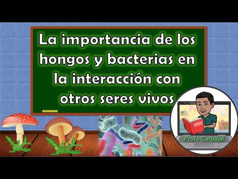 Hongos y bacterias: los beneficios que aportan a los humanos