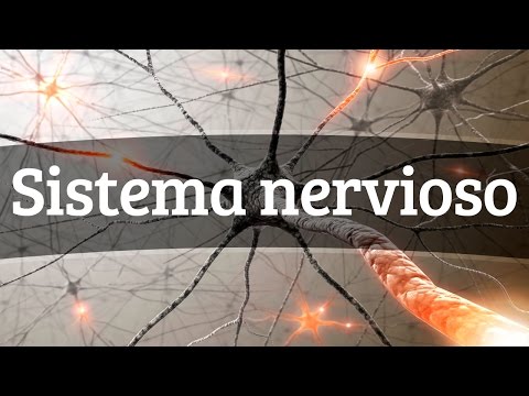 El funcionamiento del sistema nervioso: ¿Cuál es su mecanismo?