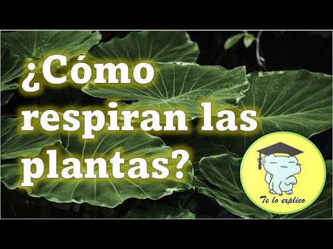 La respiración de las plantas: día y noche, sin descanso.