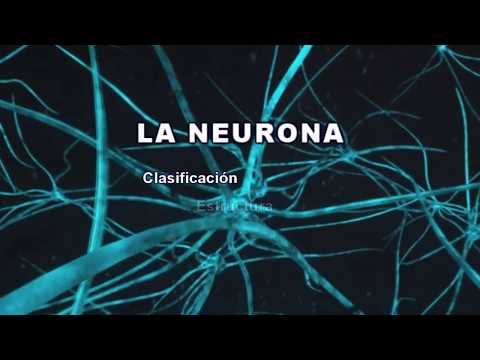 Descripción y función de las neuronas: Un vistazo al cerebro.