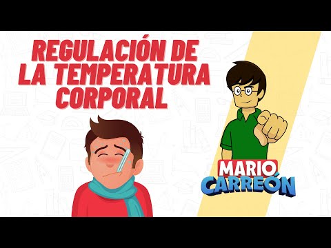 El sudor: una ayuda esencial para regular la temperatura corporal