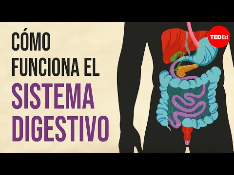 Para qué sirve el sistema digestivo en nuestro organismo