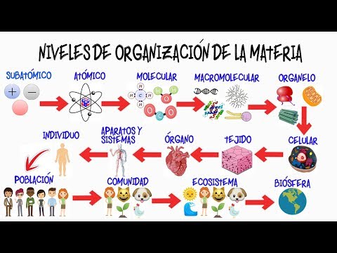 Niveles de organización de la materia viva: ejemplos y descripción.