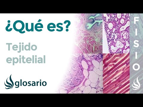 Características esenciales de las células epiteliales en el organismo