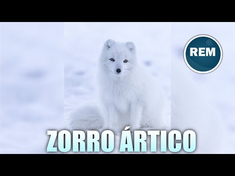 Tipo de reproducción del zorro ártico: un análisis conciso.
