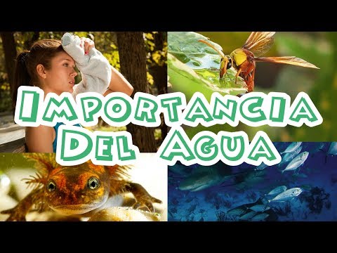 Cuál es la importancia del agua en los seres vivos?