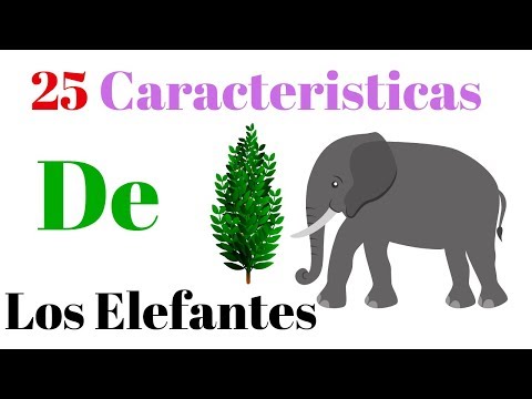 Cómo son físicamente los elefantes: características y peculiaridades