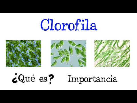 La importancia de la clorofila en el desarrollo de las plantas