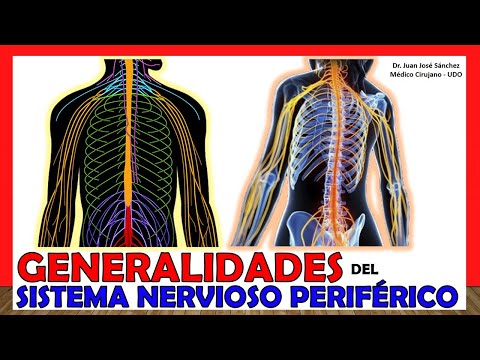 Composición del sistema nervioso periférico: una visión general