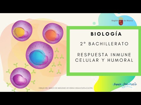 ¿Cuál célula produce respuesta inmunológica de tipo humoral?