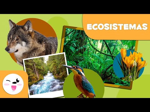 Descubre los 7 tipos de ecosistemas que existen en la naturaleza