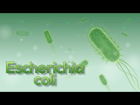 Escherichia coli: ¿De qué se alimenta esta bacteria?