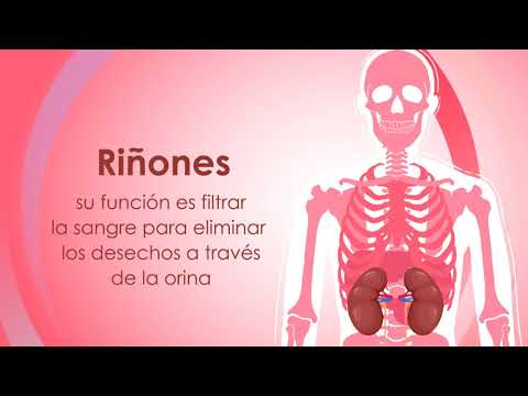 Los 5 órganos vitales del cuerpo humano: ¿cuáles son?