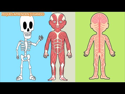 Sistemas del cuerpo humano y sus funciones: aprende con los niños.