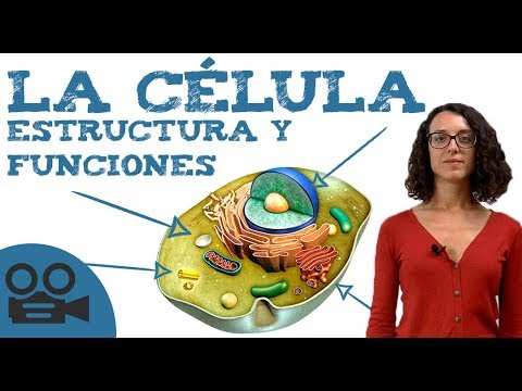 La célula: su intervención en procesos fisiológicos es fundamental