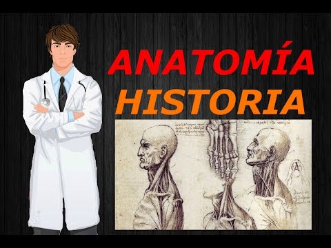 Línea del tiempo de la anatomía humana: Un recorrido histórico.