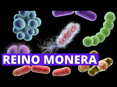 Ejemplos de bacterias en el reino Monera: un análisis breve.