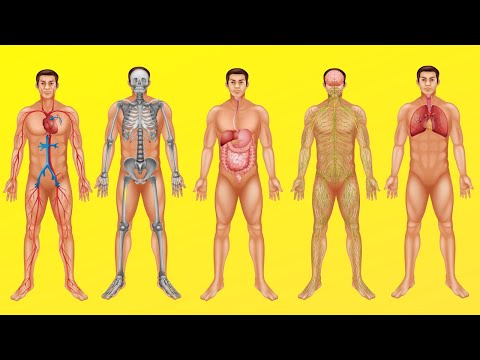 Cuáles son los aparatos del cuerpo humano y su función