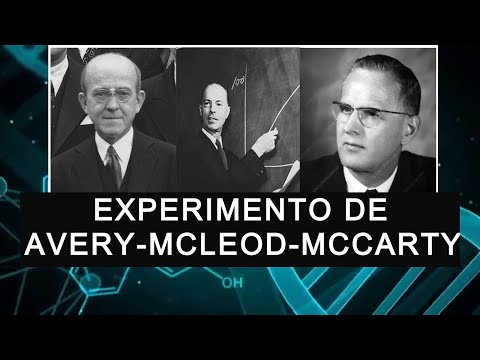 El experimento de Avery, MacLeod y McCarty: una revelación científica.
