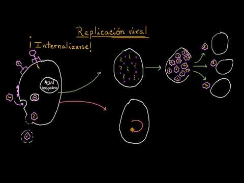 El ciclo de reproducción de los virus: un análisis exhaustivo.