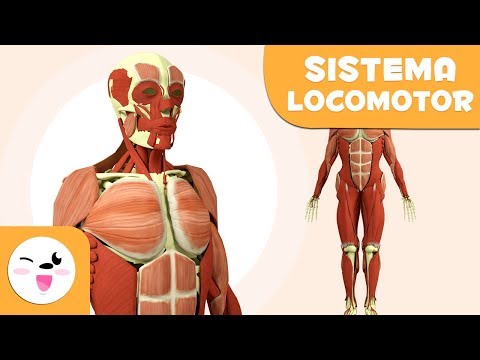 El sistema coordina los sistemas muscular y óseo en movimientos.