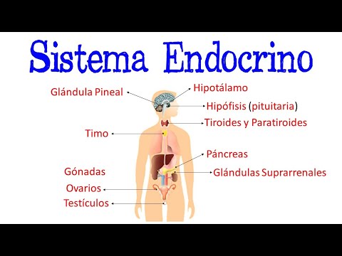 Cuál es la principal función del sistema endocrino en nuestro cuerpo