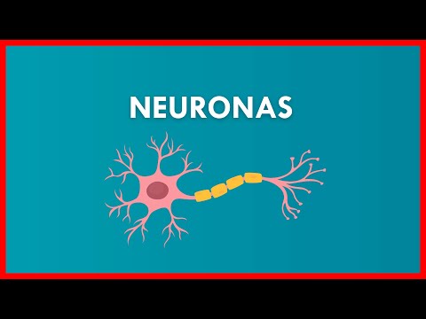 La estructura que recibe impulsos de células nerviosas: su función.